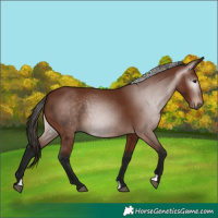 Horse Color:Gray Bay