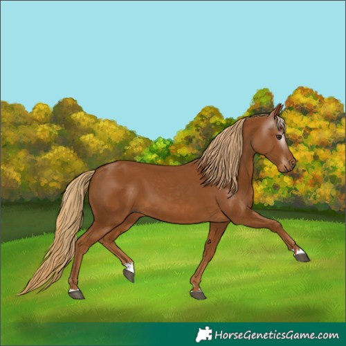 Horse Color:Gray Chestnut