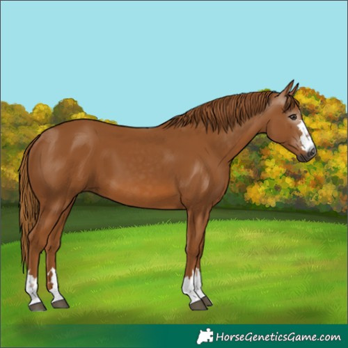 Horse Color:Gray Chestnut