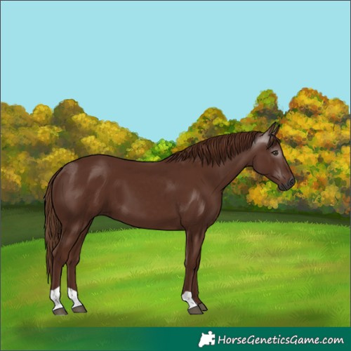 Horse Color:Gray Chestnut