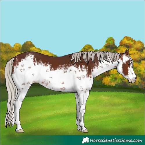 Horse Color:White Spotted Silver Brown 
