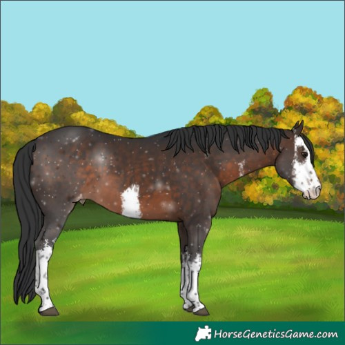 Horse Color:White Spotted Brown Varnish 