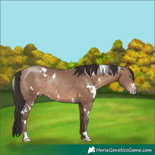 Horse Color:White Spotted Sable Champagne Rabicano 