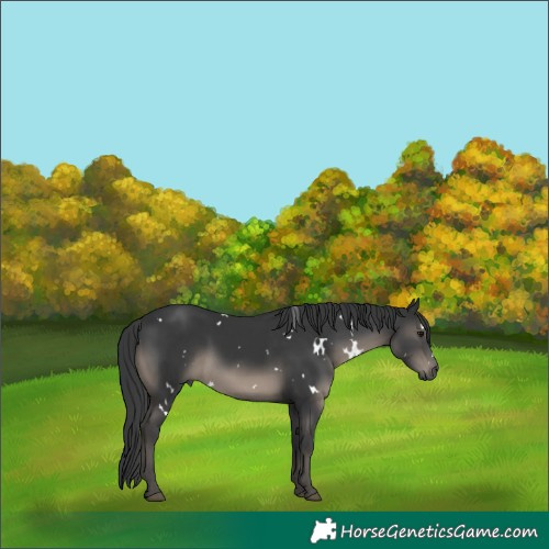 Horse Color:White Spotted Black Rabicano 