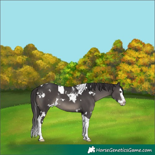 Horse Color:White Spotted Smoky Black Splash Tobiano Appaloosa Rabicano 