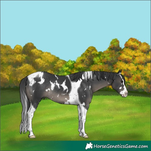 Horse Color:White Spotted Black Splash Tobiano Rabicano 