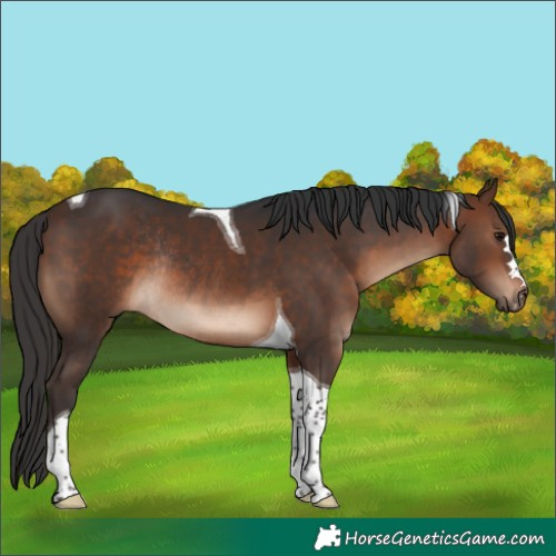 Horse Color:Brown Tobiano Rabicano