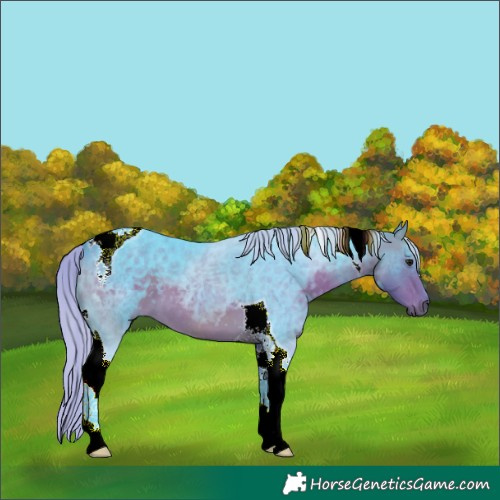 Horse Color:Watercolor Silver Buckskin Tobiano 