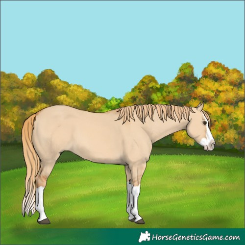 Horse Color:Red Dun Splash