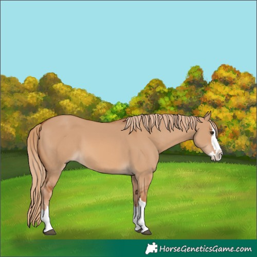 Horse Color:Red Dun Splash