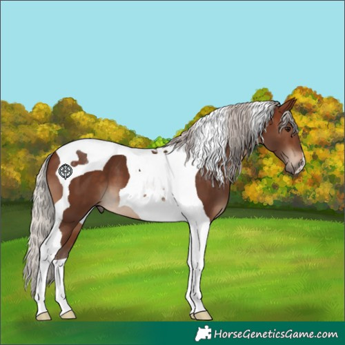 Horse Color:Silver Brown Tobiano 