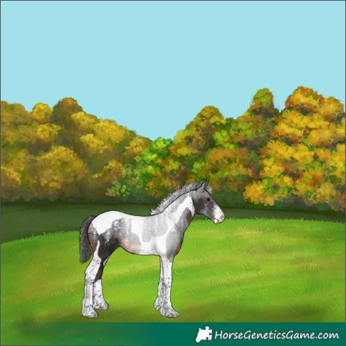 Horse Color:Powder White Brown Tobiano Skewed Appaloosa 