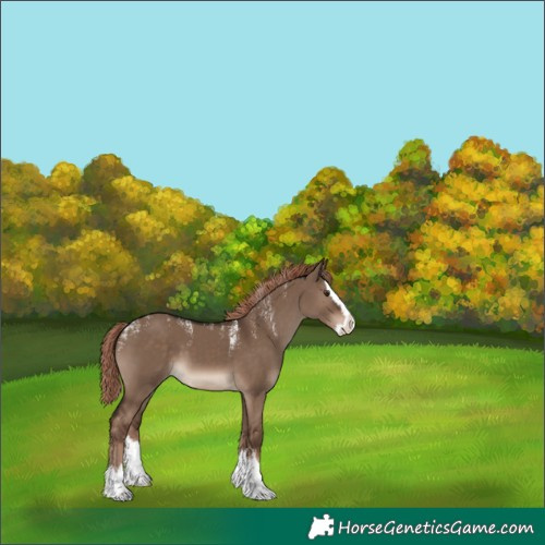 Horse Color:Powder White Liver Red Dun Splash Skewed Appaloosa 