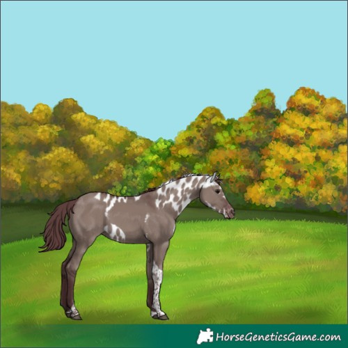Horse Color:Chocolate Grullo Tobiano Skewed Appaloosa 