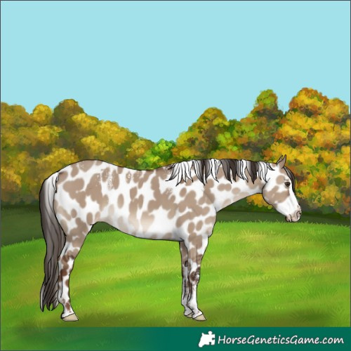 Horse Color:Powder White Liver Red Dun Splash Skewed Appaloosa