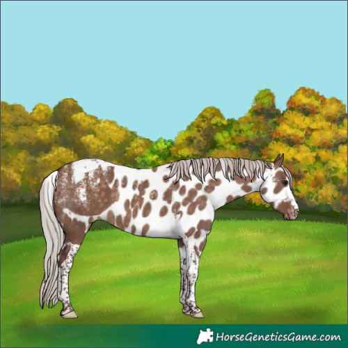 Horse Color:Powder White Chocolate Silver Brown Dun Tobiano Skewed Appaloosa