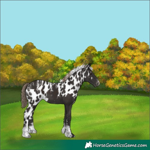 Horse Color:Powder White Liver Chestnut Skewed Appaloosa 