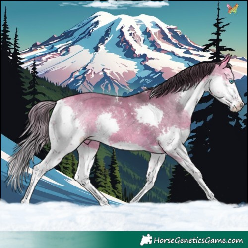 Horse Color:Buckskin Dun Sabino Splash Tobiano 