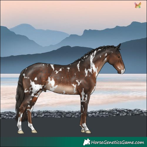 Horse Color:White Spotted Liver Chestnut Rabicano 