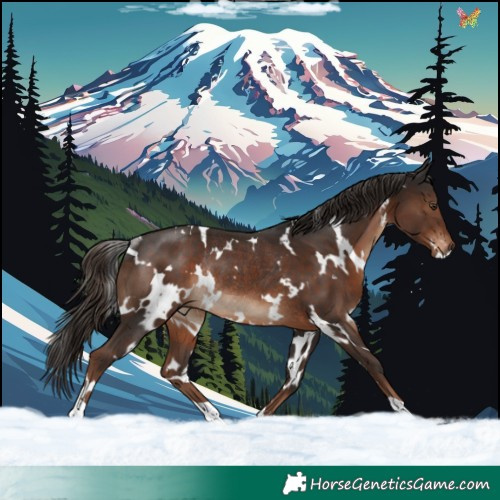 Horse Color:White Spotted Liver Chestnut Rabicano