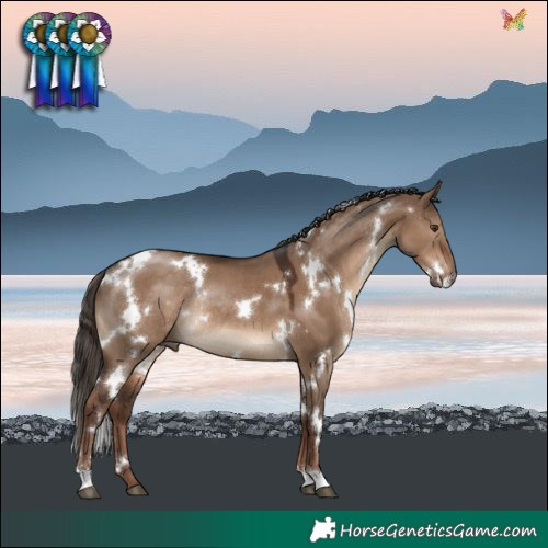 Horse Color:White Spotted Liver Red Dun Rabicano