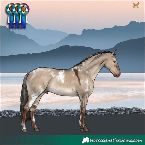 Horse Color:White Spotted Liver Red Dun Rabicano