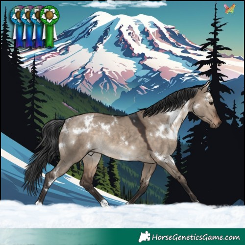 Horse Color:White Spotted Brown Dun Rabicano