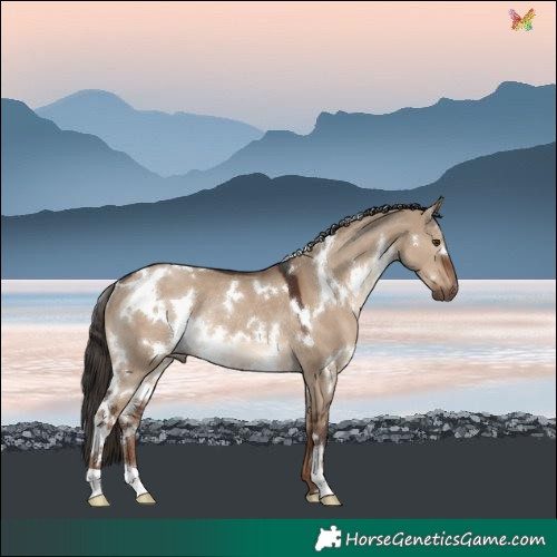 Horse Color:White Spotted Liver Red Dun Rabicano