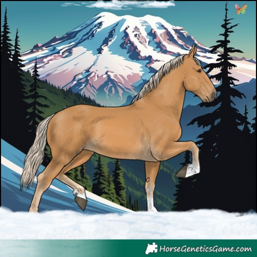 Horse Color:Palomino