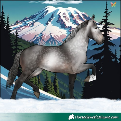 Horse Color:Gray Bay