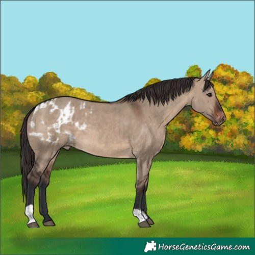 Horse Color:Unknown 