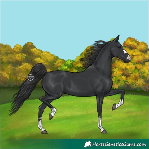 Horse Color:Unknown 