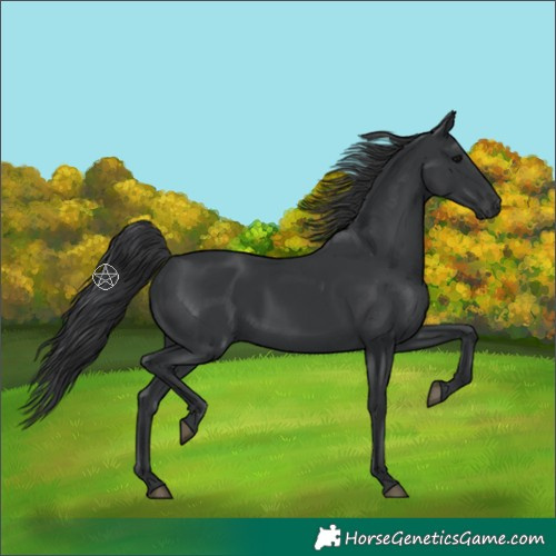 Horse Color:Unknown 
