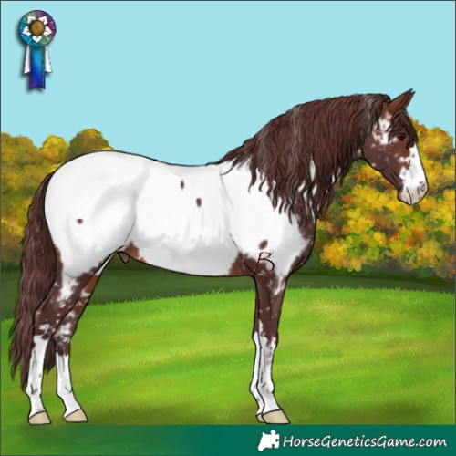 Horse Color:Chocolate Brown Appaloosa 