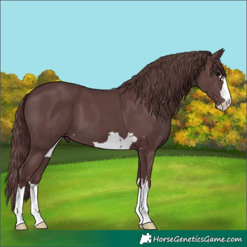 Horse Color:Chocolate Black 