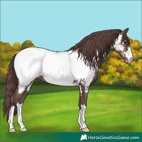 Horse Color:Chocolate Black Appaloosa 