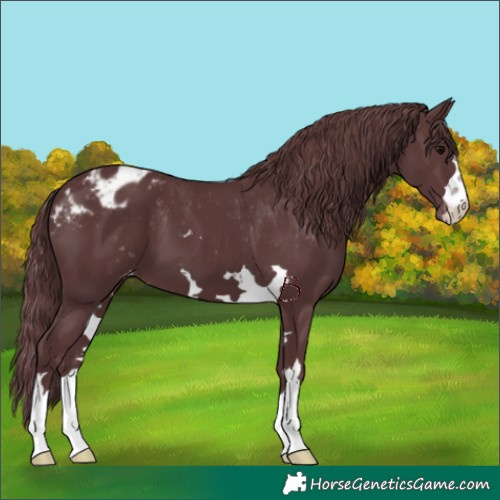 Horse Color:Chocolate Black Appaloosa