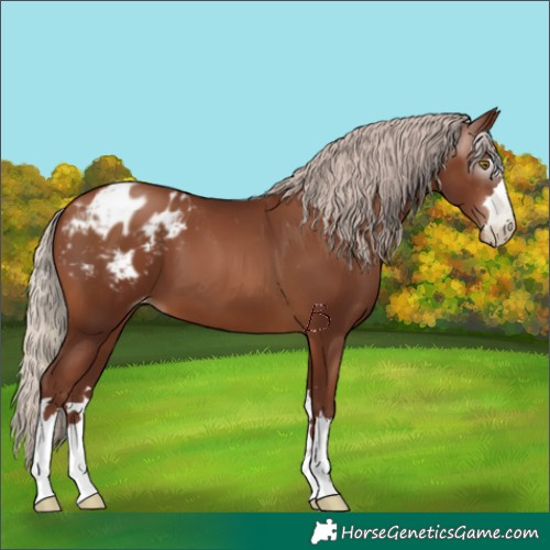 Horse Color:Gray Chocolate Silver Brown Pearl Varnish 