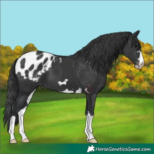 Horse Color:Black Appaloosa