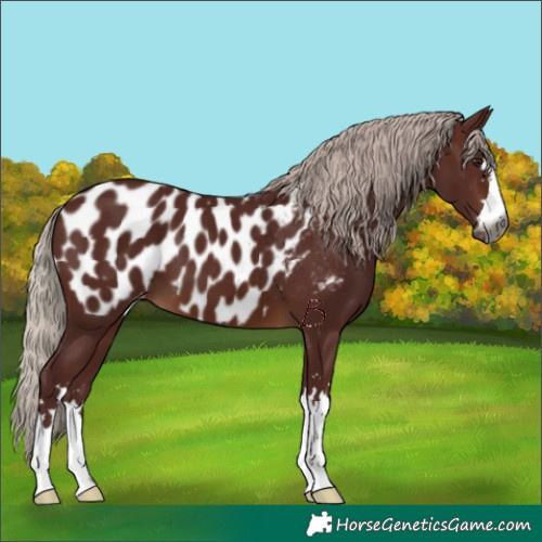 Horse Color:Gray Chocolate Silver Brown Appaloosa