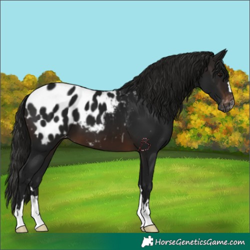Horse Color:Gray Brown Appaloosa 