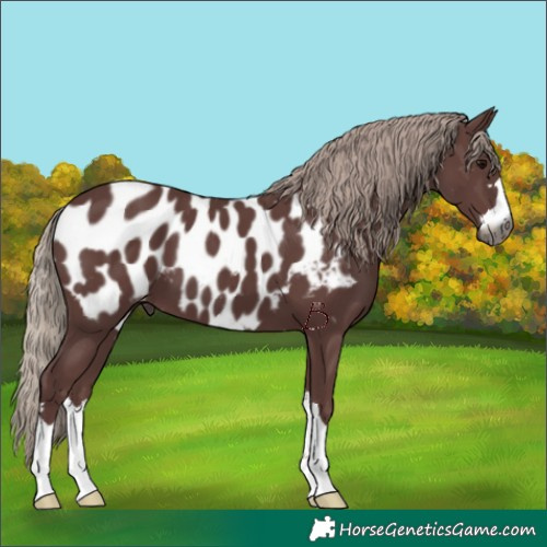 Horse Color:Gray Chocolate Silver Black Appaloosa