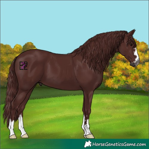 Horse Color:Gray Chocolate Black 