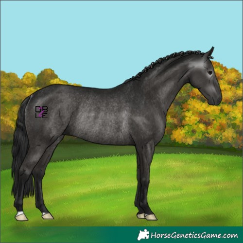 Horse Color:Gray Black Rabicano