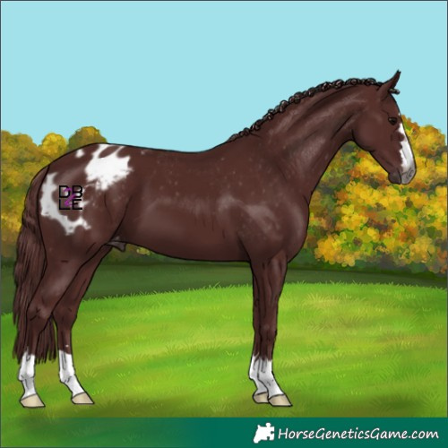 Horse Color:Gray Chocolate Black Appaloosa 