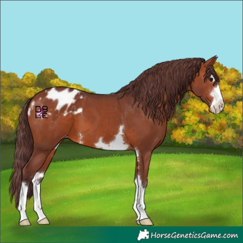 Horse Color:Chocolate Brown Appaloosa