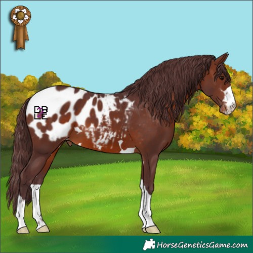 Horse Color:Chocolate Brown Appaloosa