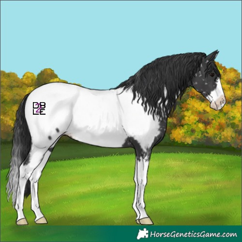 Horse Color:Black Splash Appaloosa