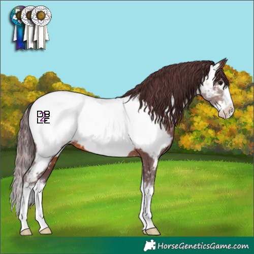 Horse Color:Chocolate Brown Splash Appaloosa