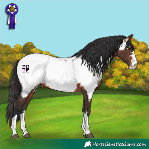 Horse Color:Brown Appaloosa 